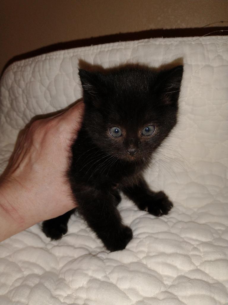 Enlarge Paul, a Adoptable mixed breed in Palmer, AK image 4/4
