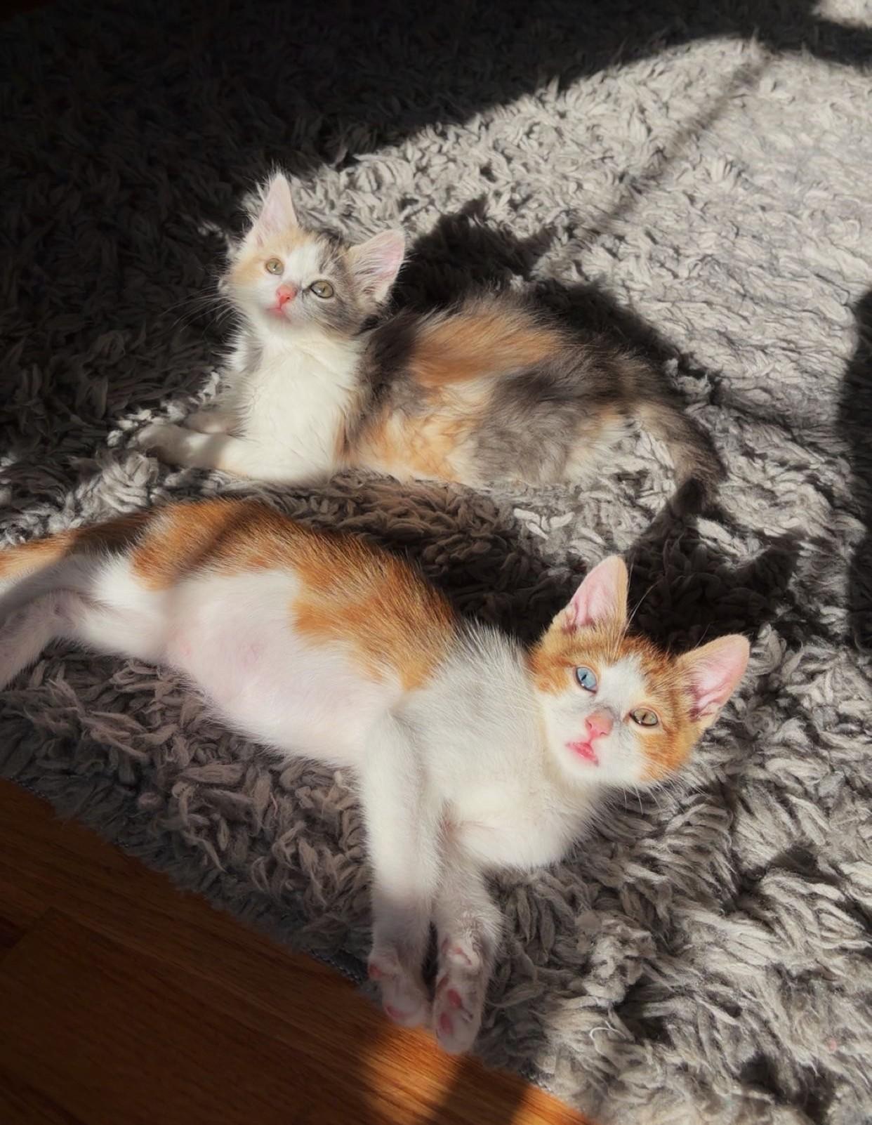 Enlarge Gouda and Pepper Jack - in foster care, an adopted Domestic Medium Hair in Mendham, NJ image 2/2