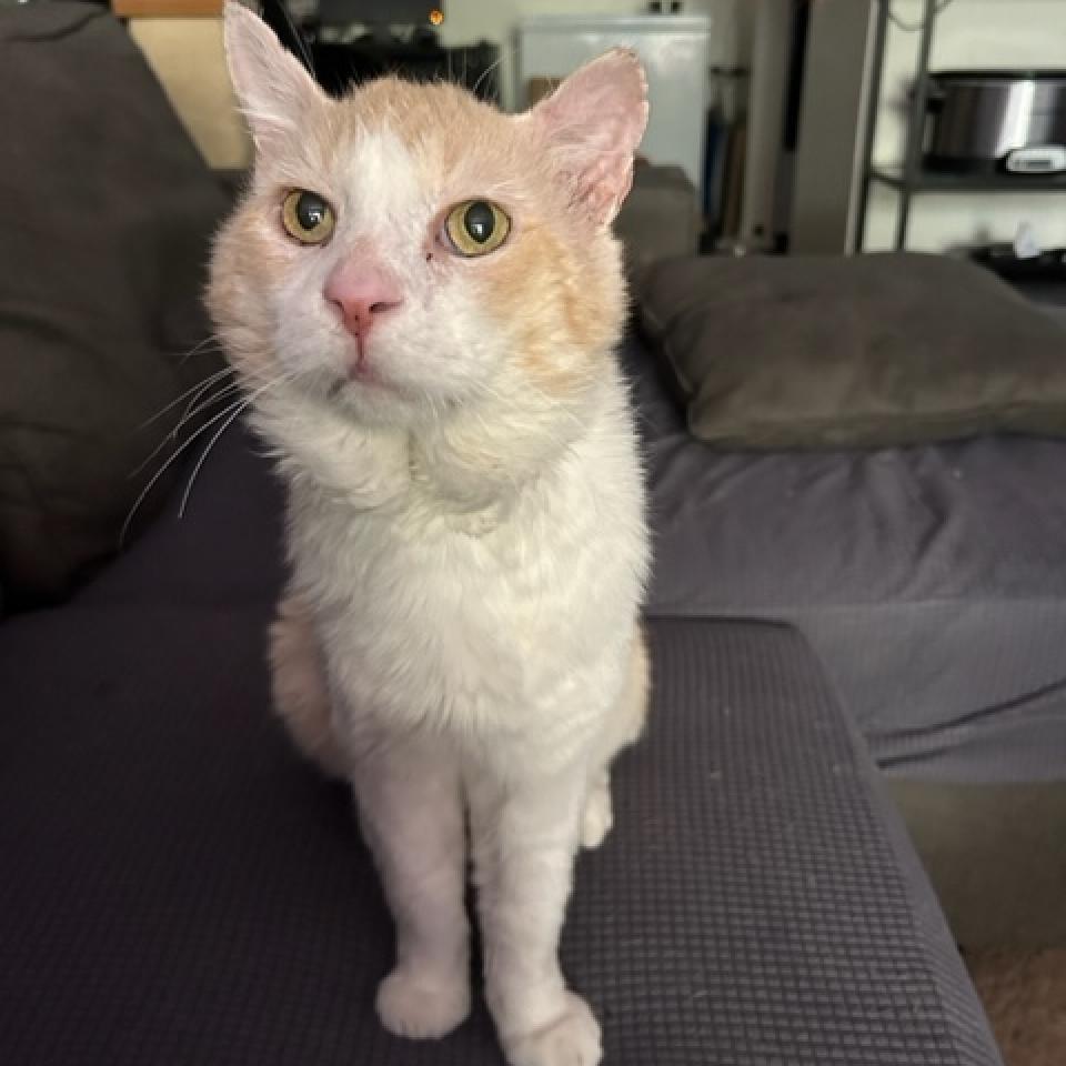 Enlarge Todd, a Adoptable Domestic Short Hair in Las Vegas, NV image 1/6