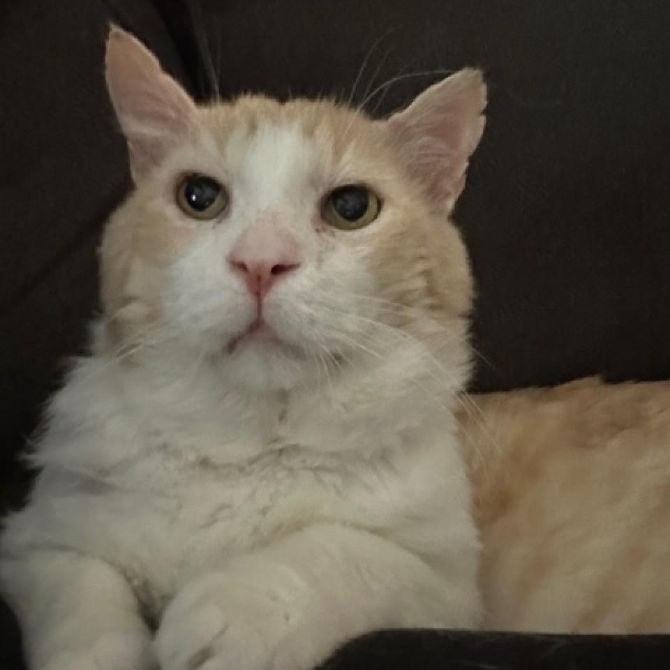 Todd, a Adoptable Domestic Short Hair in Las Vegas, NV image 3/6