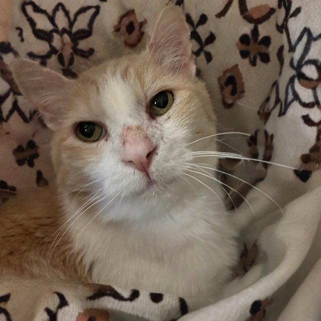 Enlarge Todd, a Adoptable Domestic Short Hair in Las Vegas, NV image 5/6