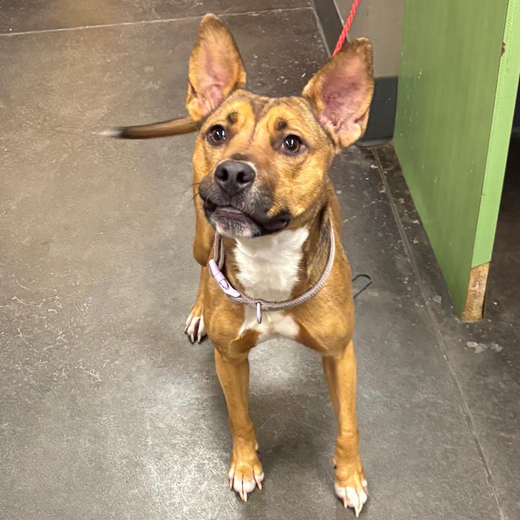 Annie, Adoptable, Adult Female Australian Cattle Dog / Blue Heeler.