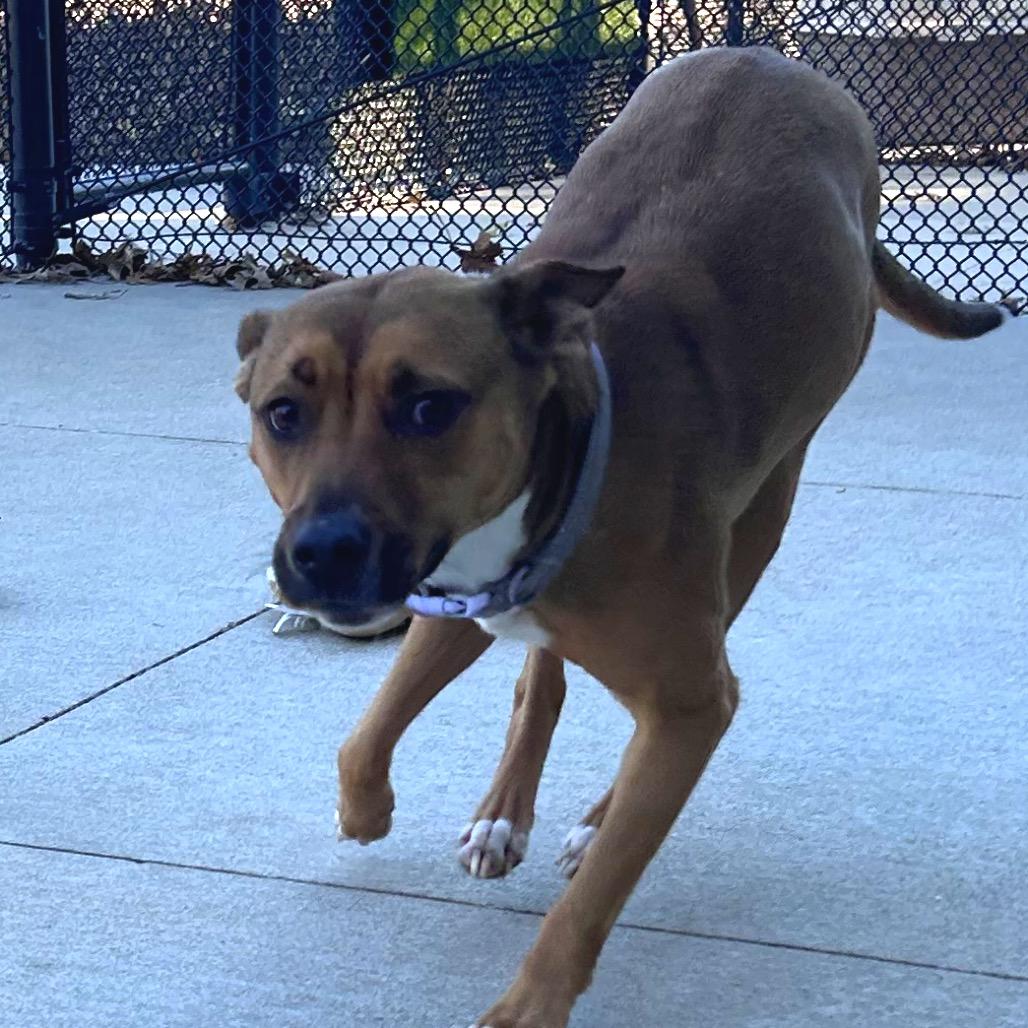 Enlarge Annie, a Adoptable Australian Cattle Dog / Blue Heeler in Norman, OK image 2/6