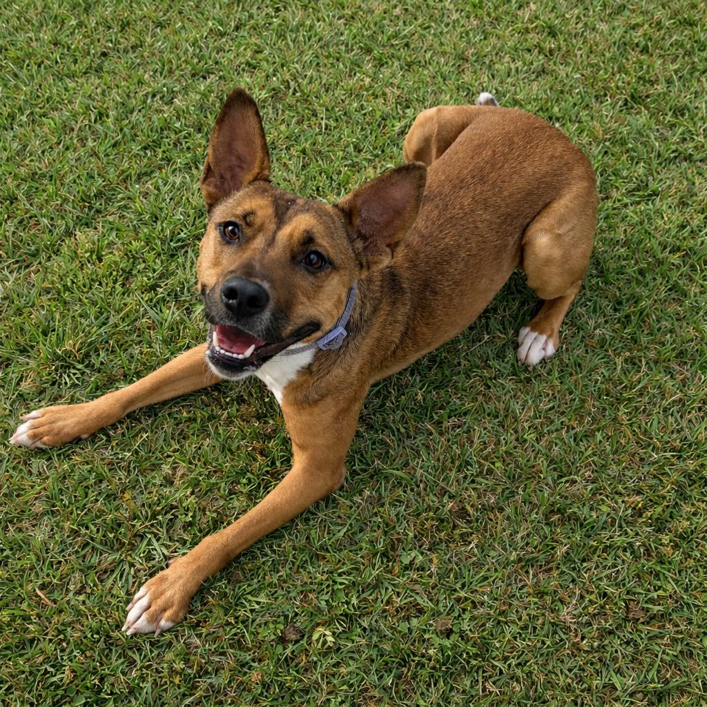 Enlarge Annie, a Adoptable Australian Cattle Dog / Blue Heeler in Norman, OK image 3/6