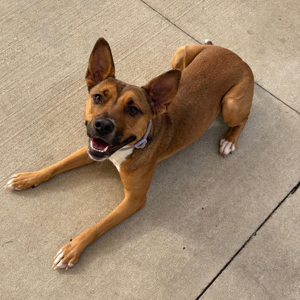 Enlarge Annie, a Adoptable Australian Cattle Dog / Blue Heeler in Norman, OK image 4/6