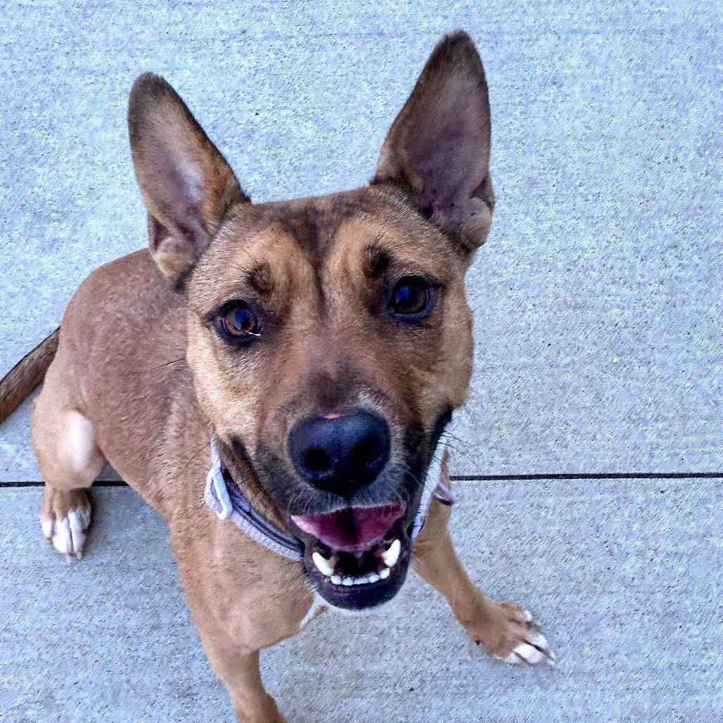 Enlarge Annie, a Adoptable Australian Cattle Dog / Blue Heeler in Norman, OK image 5/6