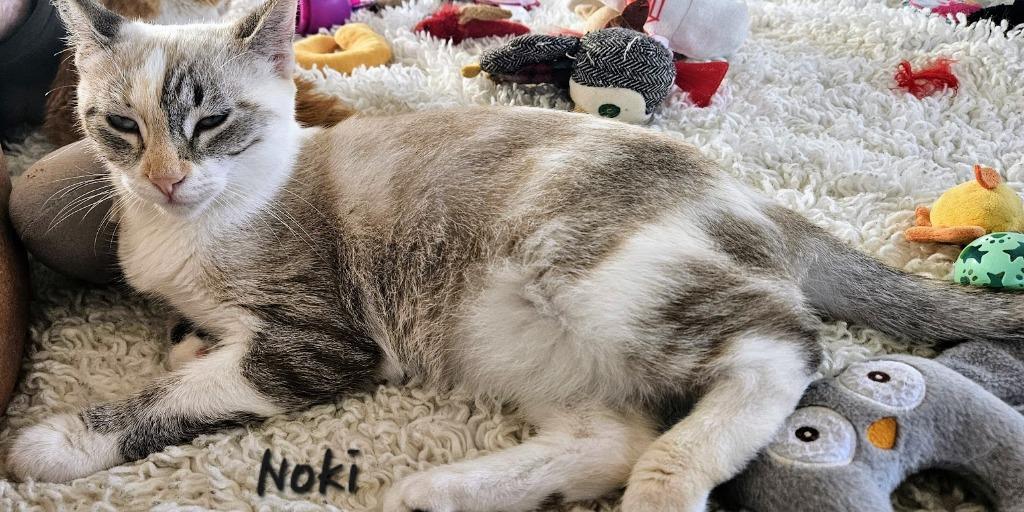 Noki — thumbnail 3