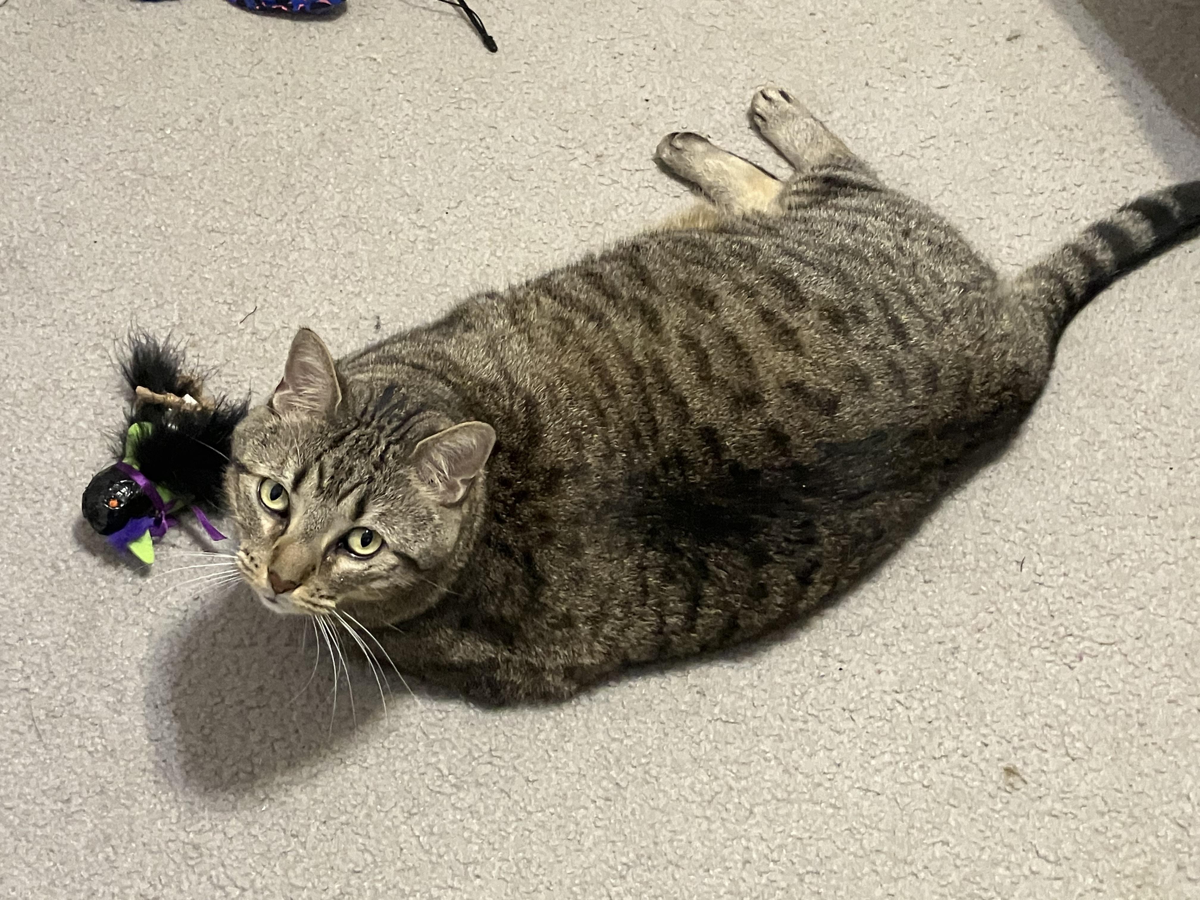Bruno, Adoptable, Senior Male Domestic Short Hair & Tabby.