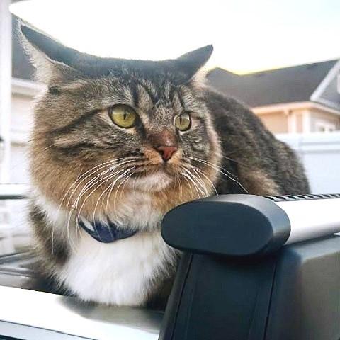 Totoro, ADOPTABLE, Adult Female Tabby.