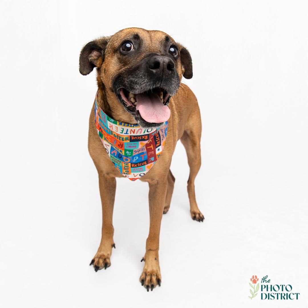 Enlarge Hank, a ADOPTABLE mixed breed in Manhasset, NY image 1/5