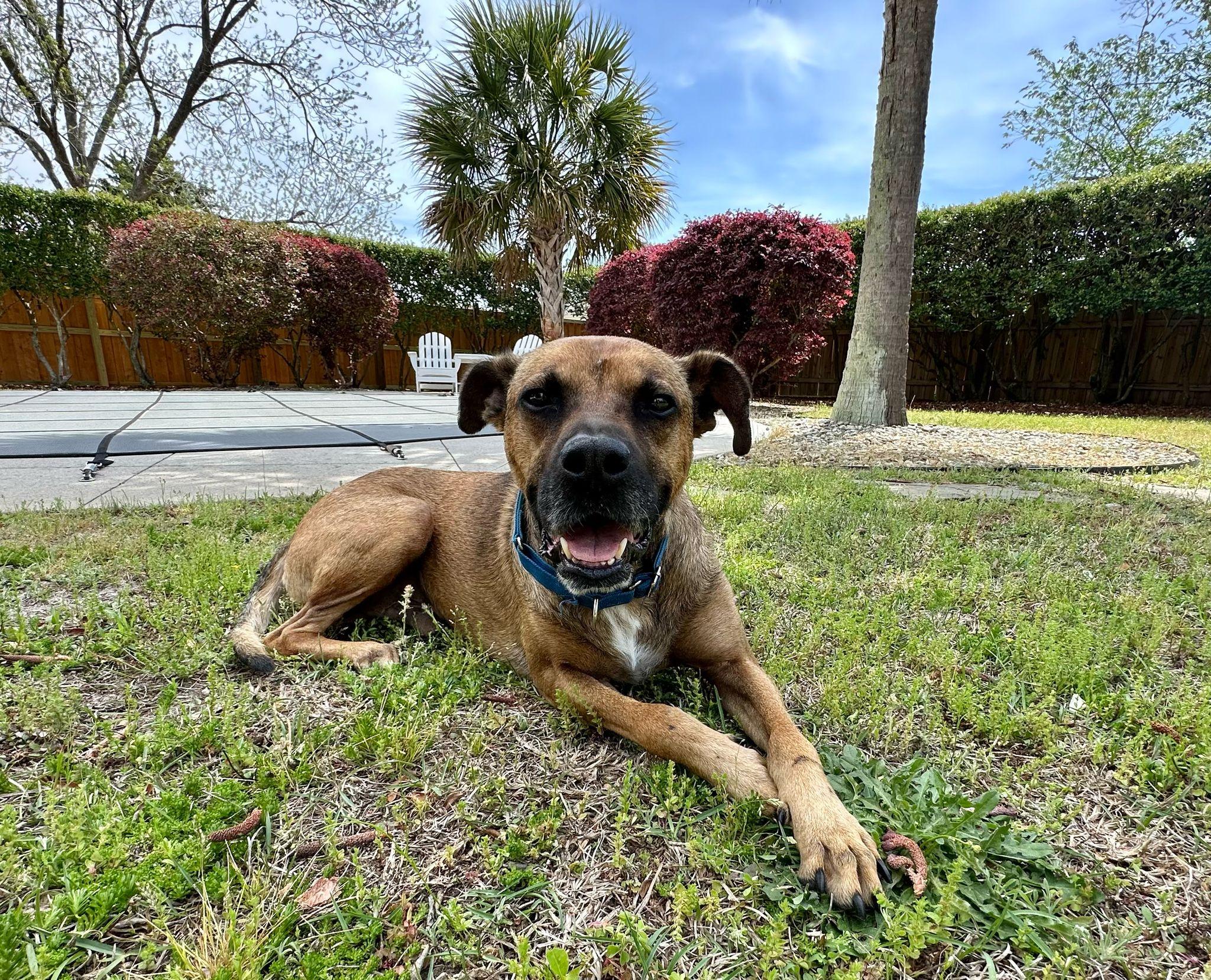 Enlarge Hank, a ADOPTABLE mixed breed in Manhasset, NY image 4/5