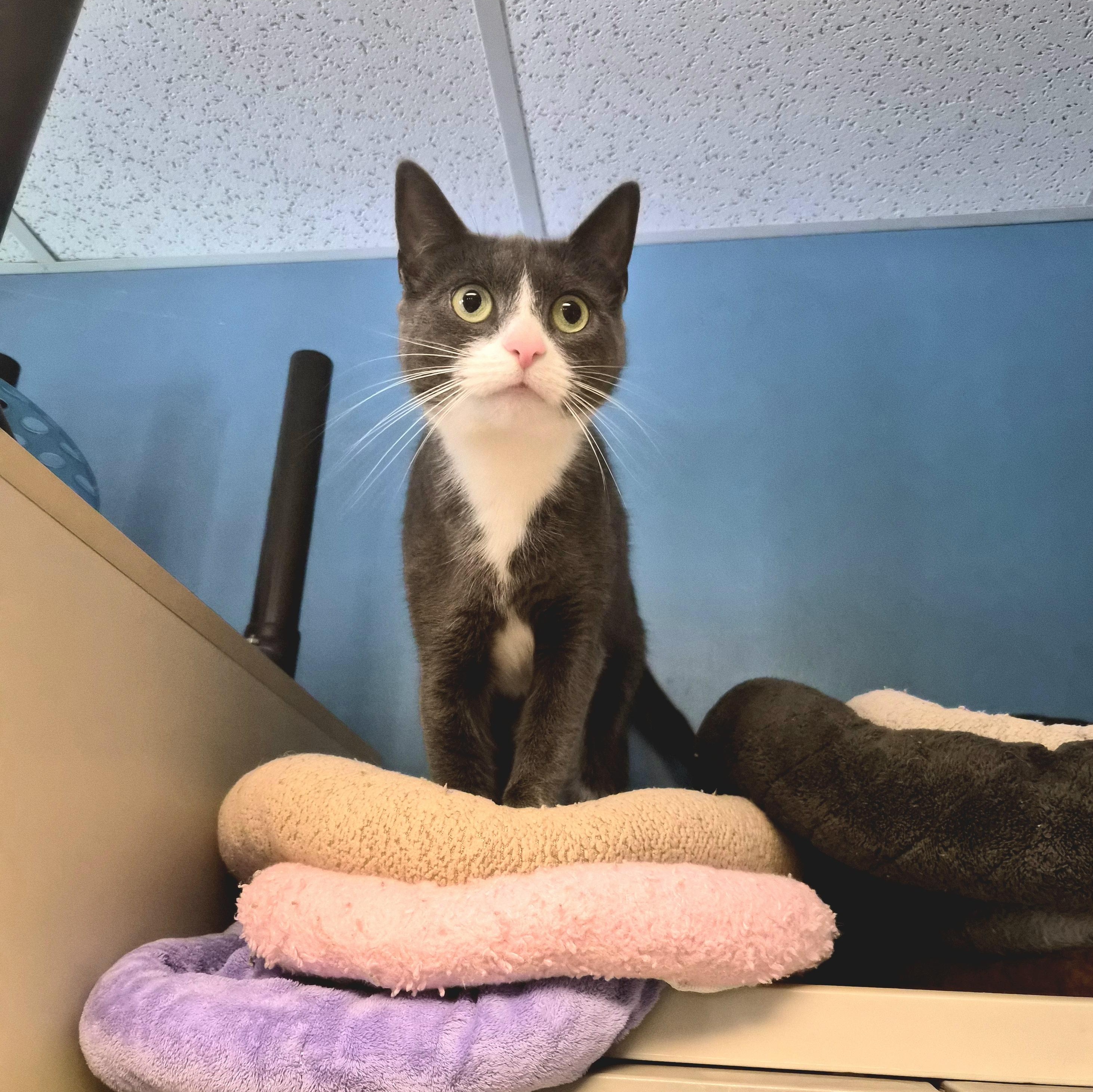 Enlarge Nala, a Adoptable Domestic Short Hair in Cornelius, NC image 3/3