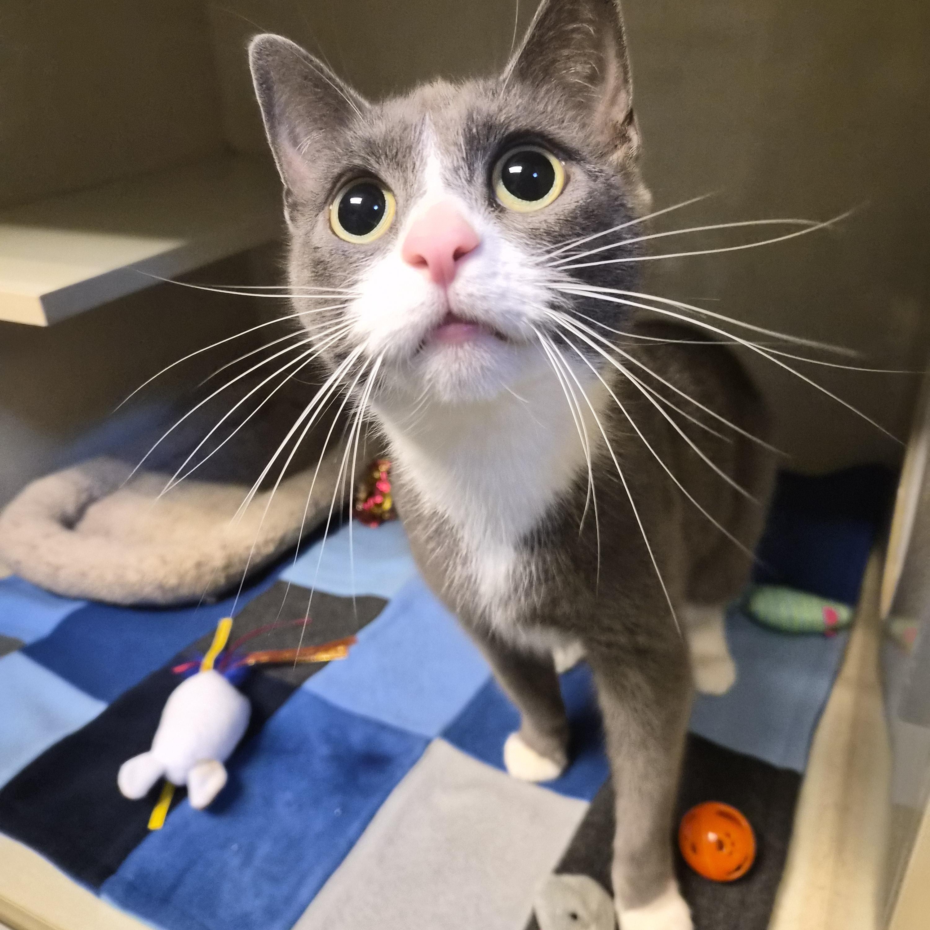 Enlarge Nala, a Adoptable Domestic Short Hair in Cornelius, NC image 2/3