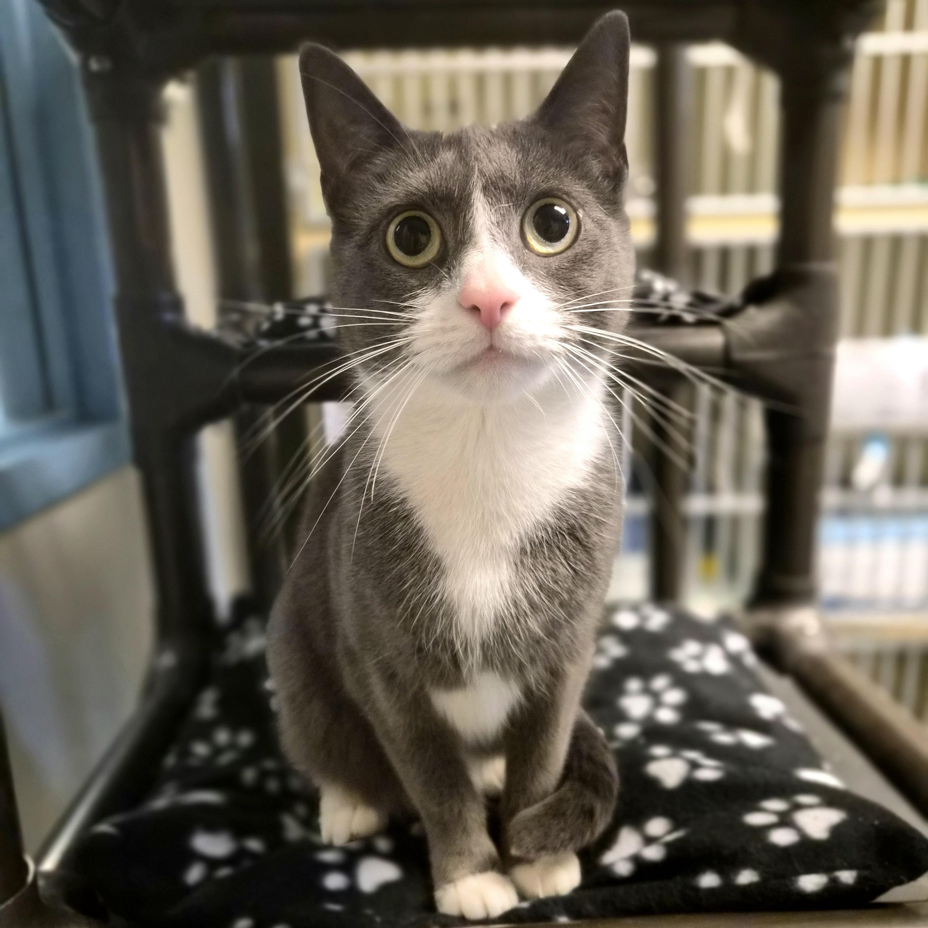 Nala, Adoptable, Adult Female Domestic Short Hair.