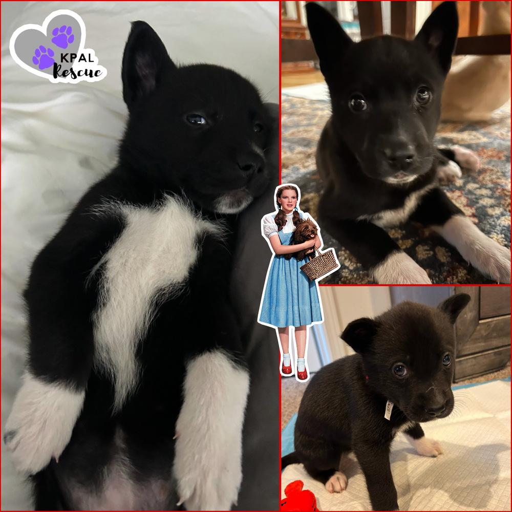 Enlarge Dorothy - Wizard of Oz Litter, a Adoptable mixed breed in Kenai, AK image 1/1