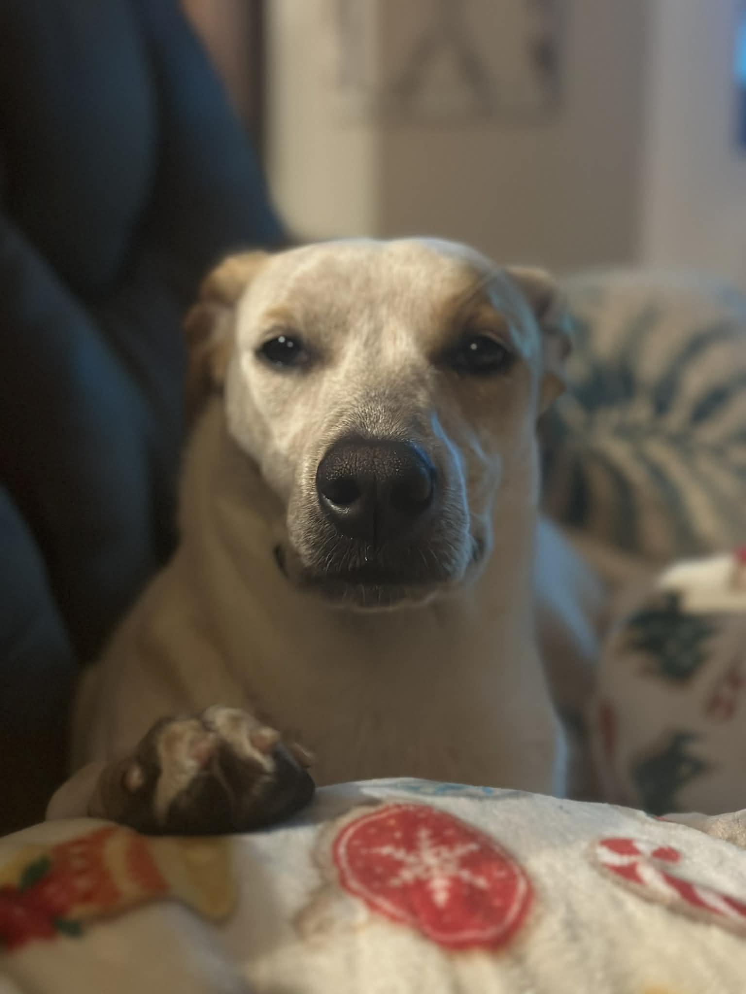 Sadi, a ADOPTABLE mixed breed in Townville, SC image 3/4