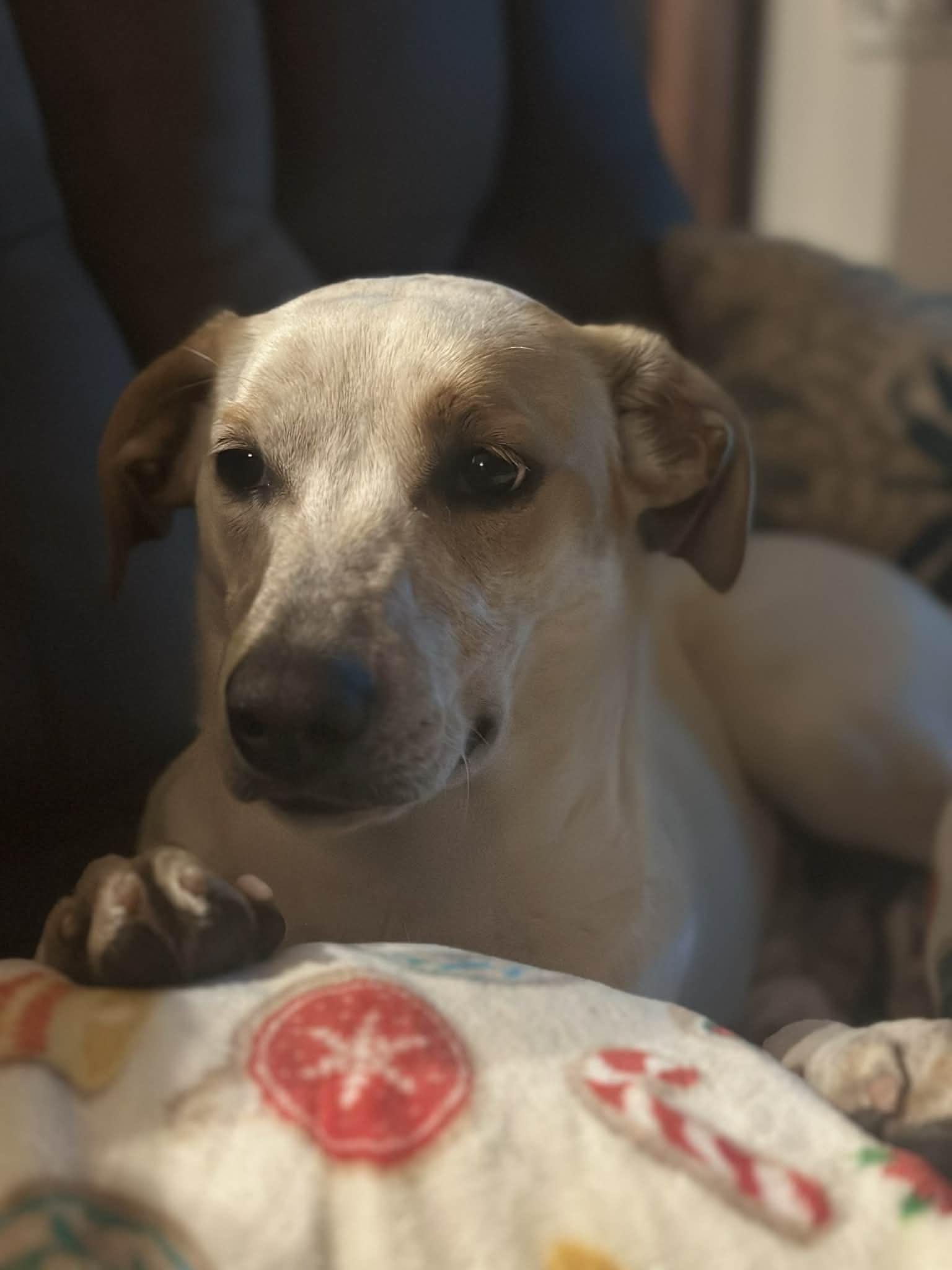 Sadi, a ADOPTABLE mixed breed in Townville, SC image 2/4