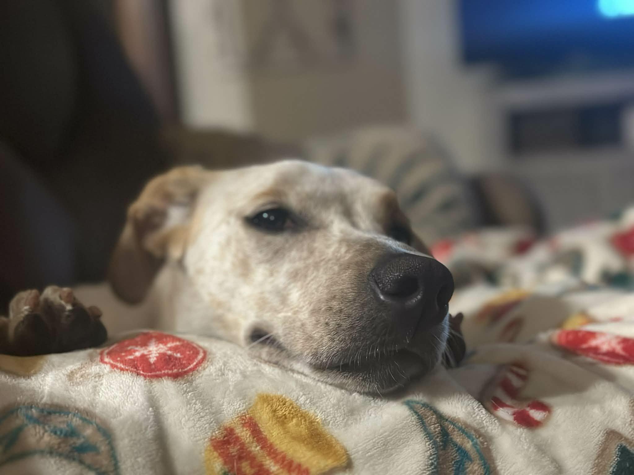 Sadi, ADOPTABLE, Young Female Labrador Retriever.