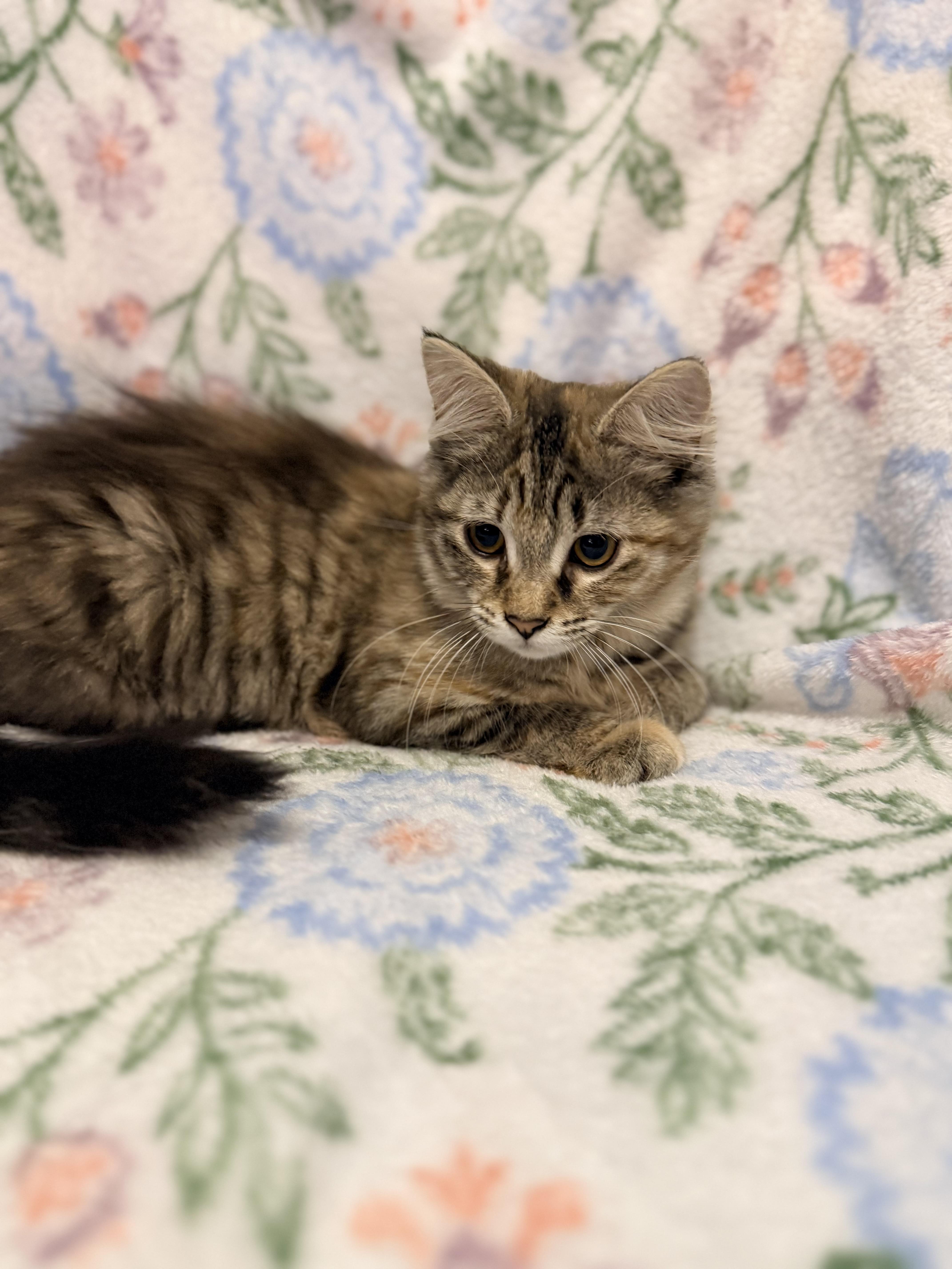 Enlarge Gracie, an adopted Domestic Medium Hair in Morganton, NC image 3/3
