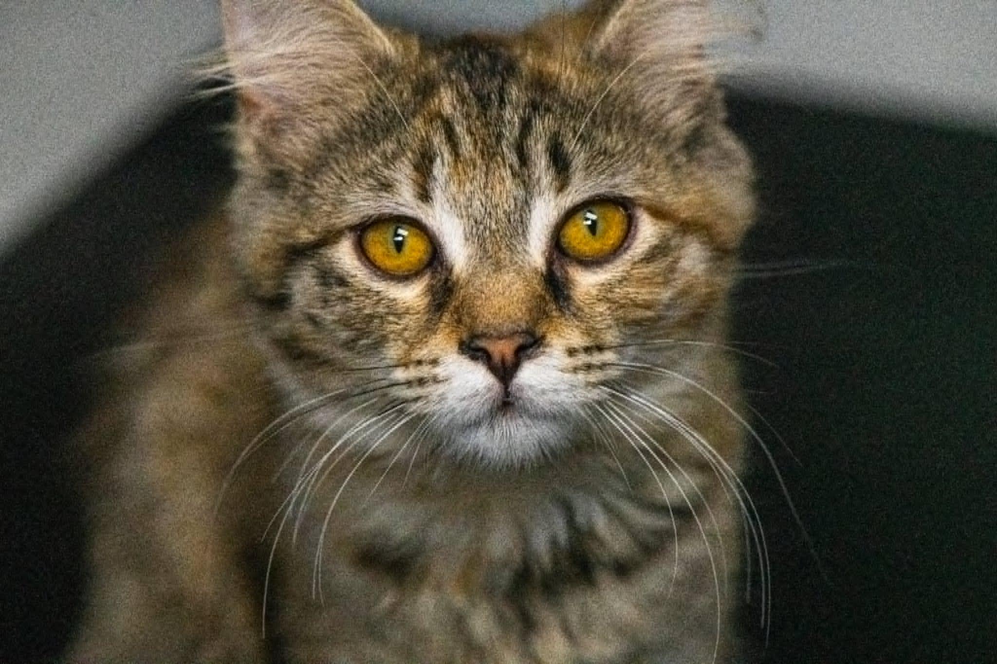 Enlarge Gracie, an adopted Domestic Medium Hair in Morganton, NC image 1/3