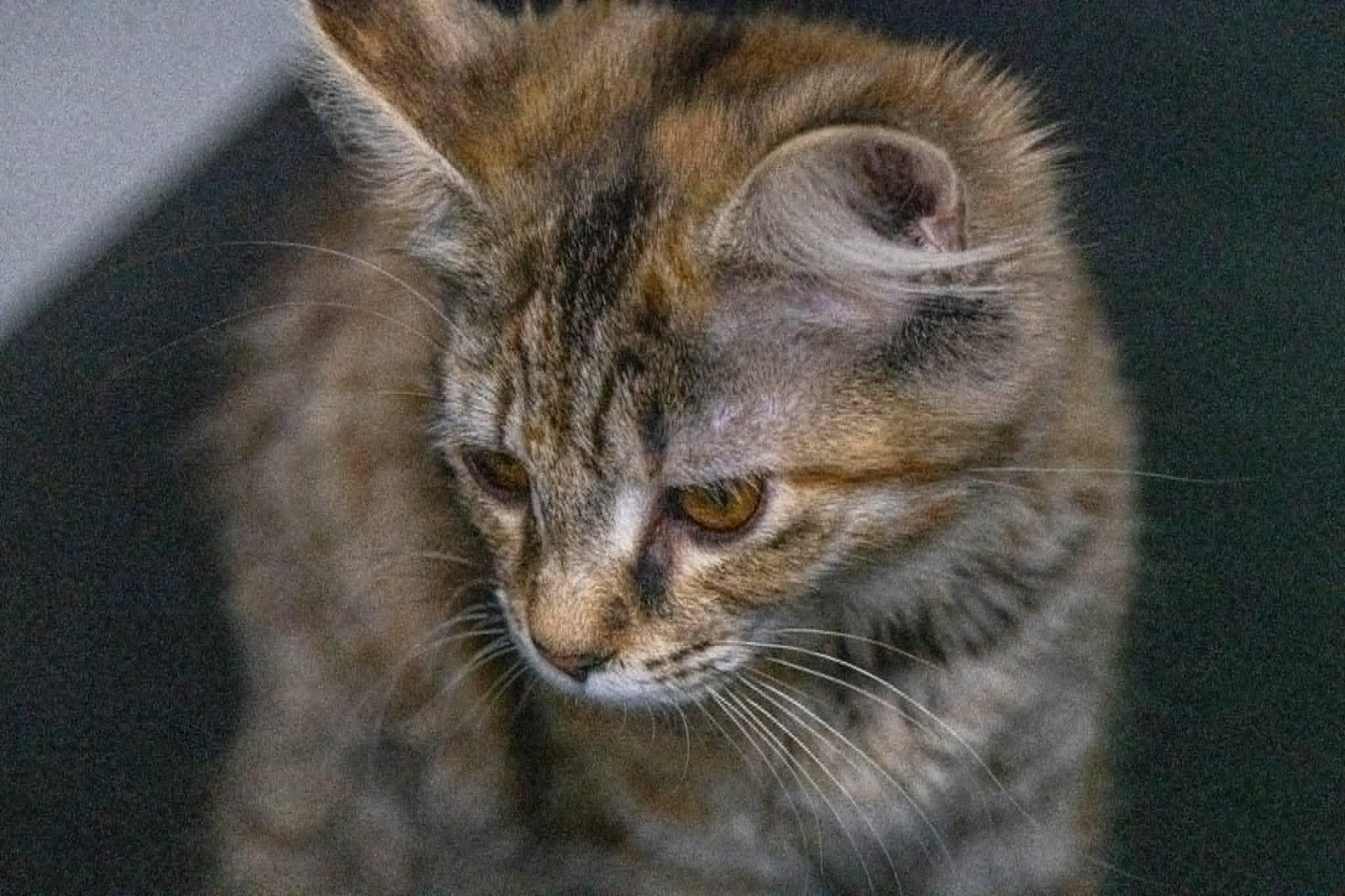Enlarge Gracie, an adopted Domestic Medium Hair in Morganton, NC image 2/3