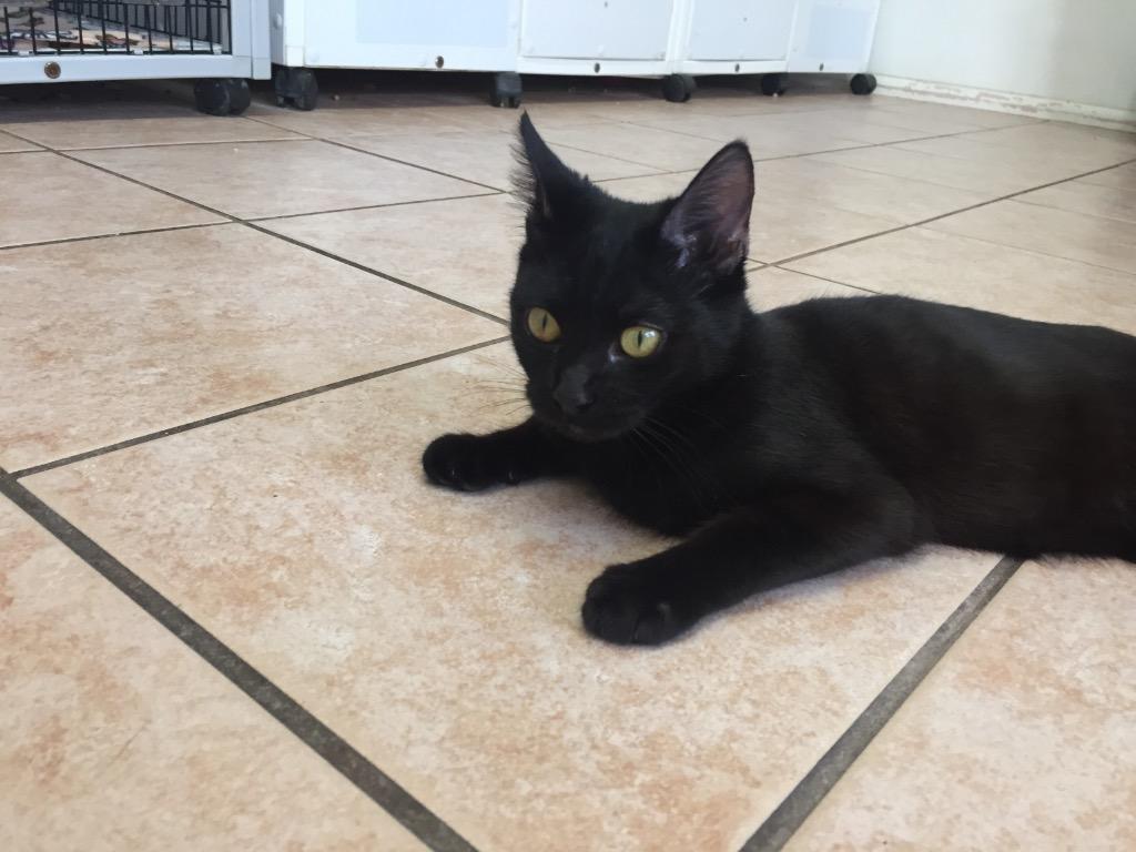 Enlarge Criket, a Adoptable mixed breed in Peoria, AZ image 1/2