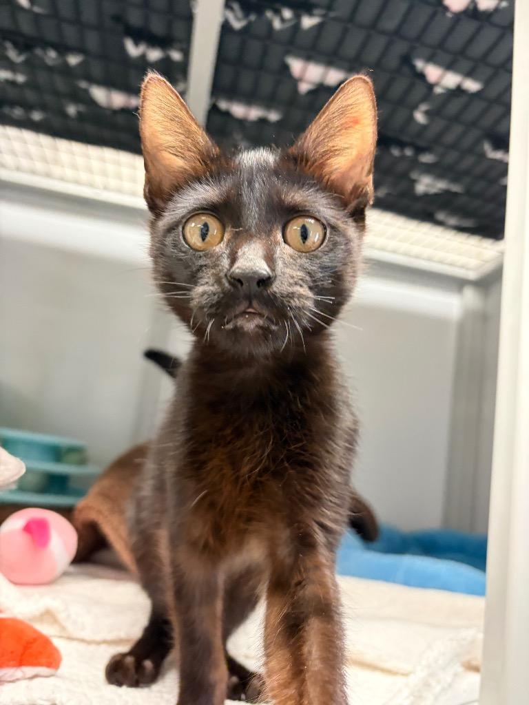 Enlarge Criket, a Adoptable mixed breed in Peoria, AZ image 2/2