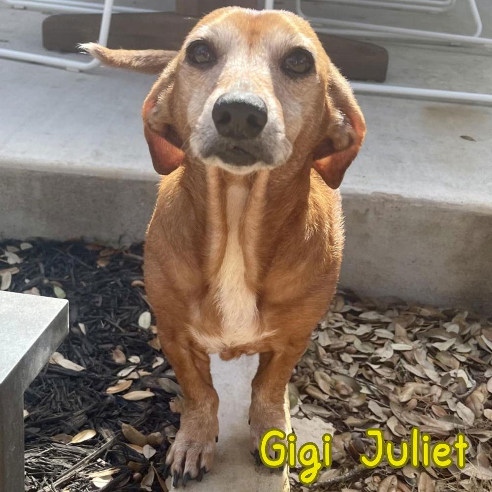 Gigi Juliet, Adoptable, Adult Female Dachshund.