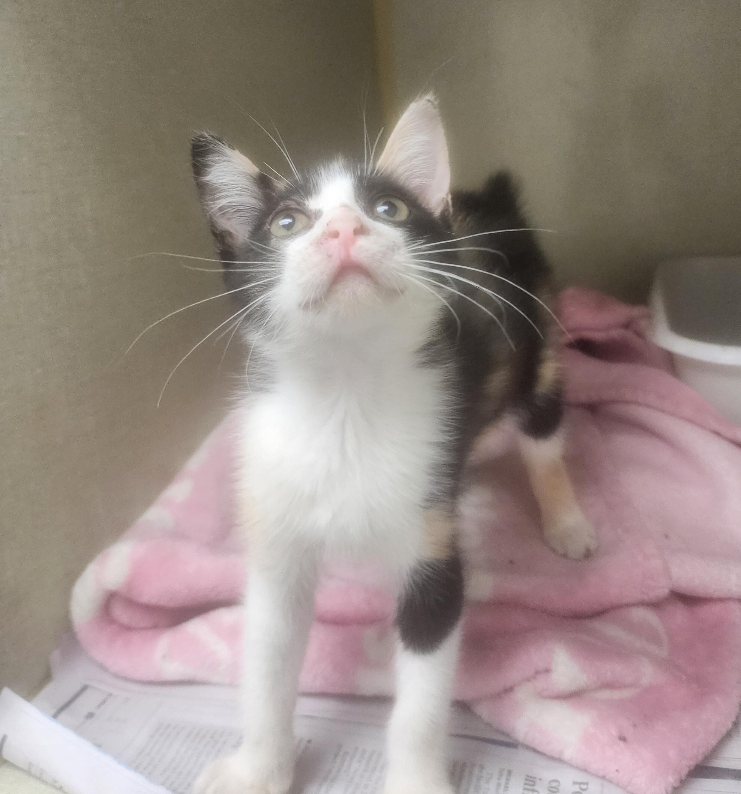 Tess, Baby Female Manx