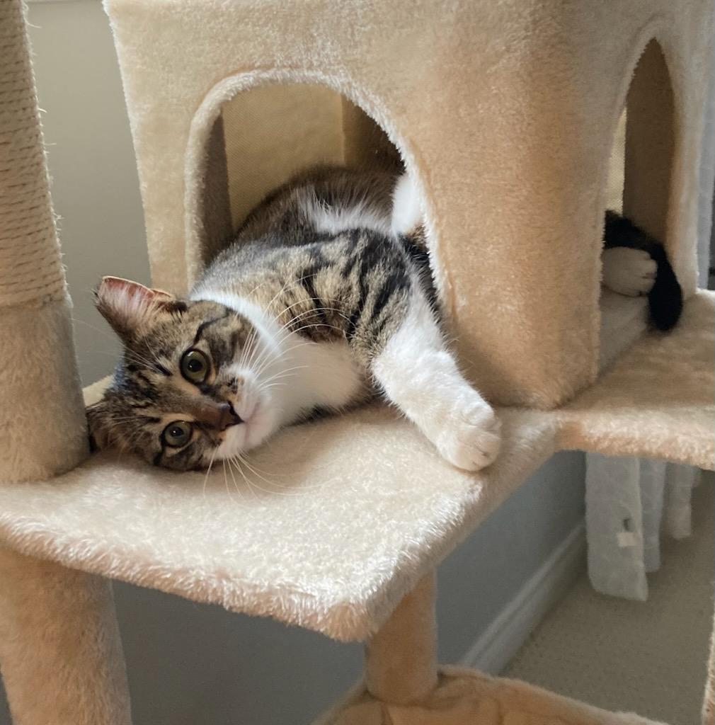 Enlarge Laverne/Abby 1 yr, a Adoptable Tabby in London, ON image 6/6