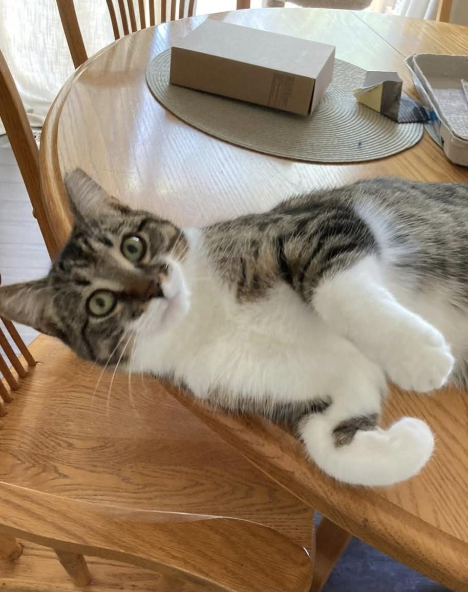 Enlarge Laverne/Abby 10 mos, a Adoptable Tabby in London, ON image 2/6