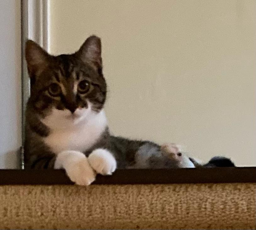 Enlarge Laverne/Abby 1 yr, a Adoptable Tabby in London, ON image 5/6