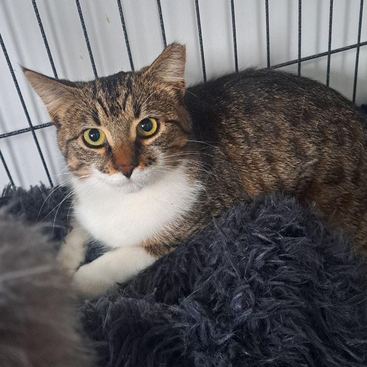 Enlarge Laverne/Abby 1 yr, a Adoptable Tabby in London, ON image 2/6