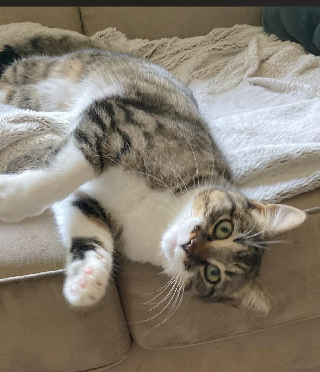 Enlarge Laverne/Abby 10 mos, a Adoptable Tabby in London, ON image 1/6