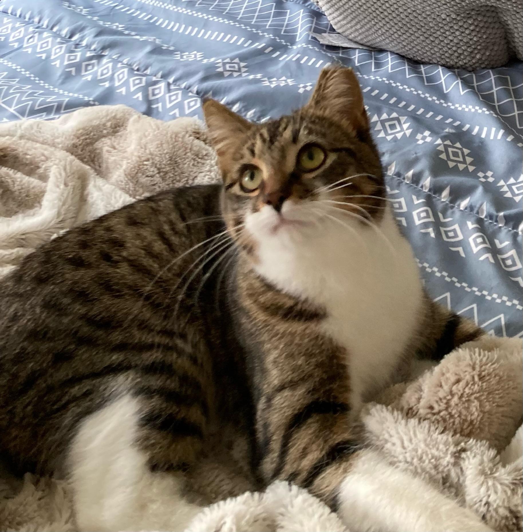 Enlarge Laverne/Abby 1 yr, a Adoptable Tabby in London, ON image 4/6