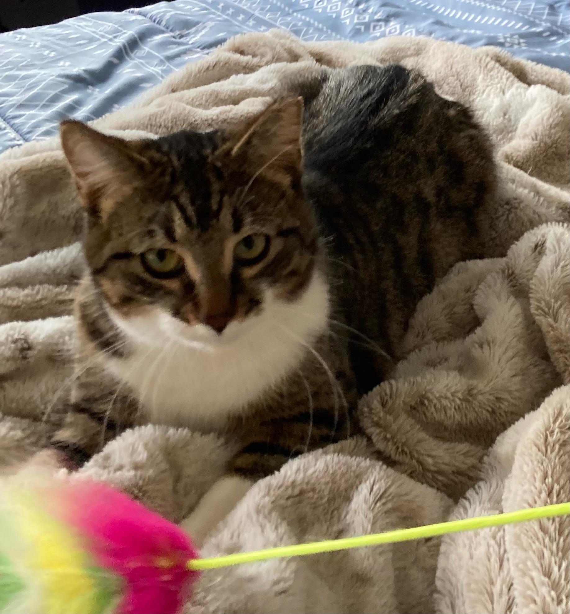 Enlarge Laverne/Abby 1 yr, a Adoptable Tabby in London, ON image 3/6