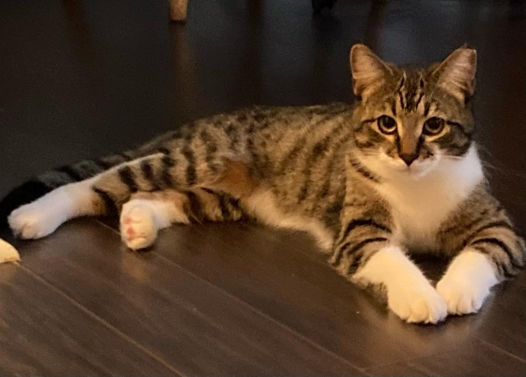 Laverne/Abby 1 yr, Adoptable, Young Female Tabby.