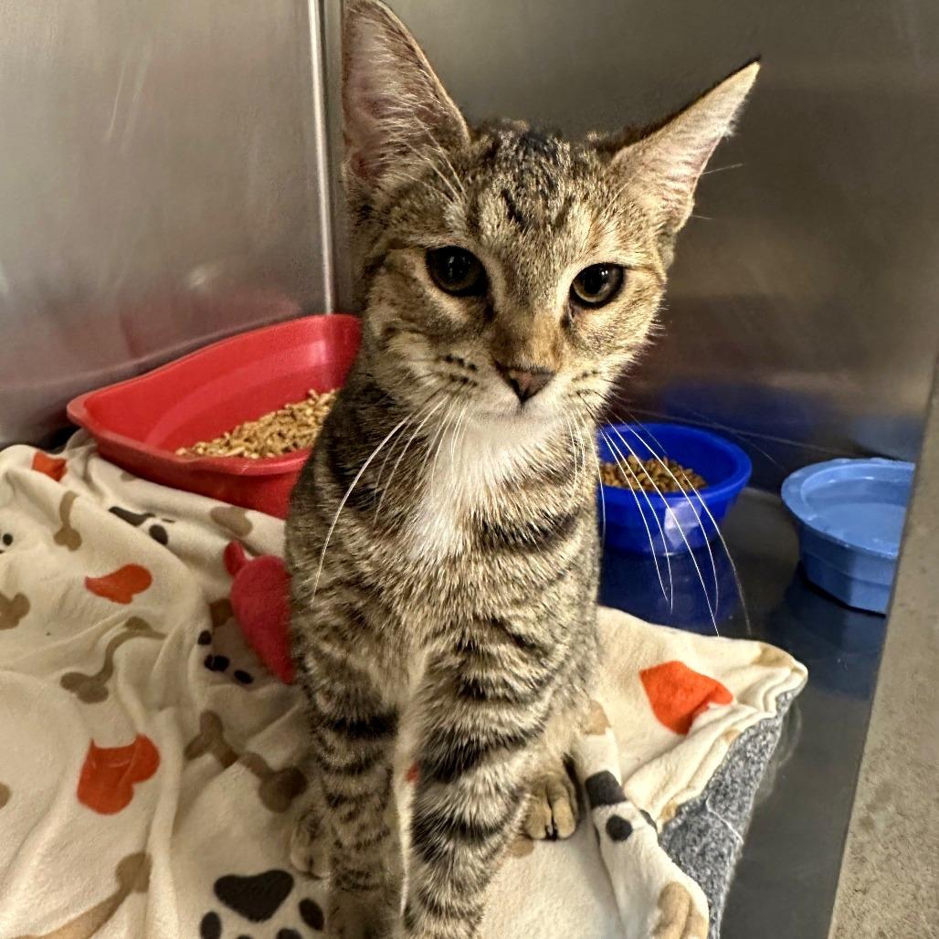 Enlarge Halle, a Adoptable Domestic Short Hair in Chippewa Falls, WI image 1/1