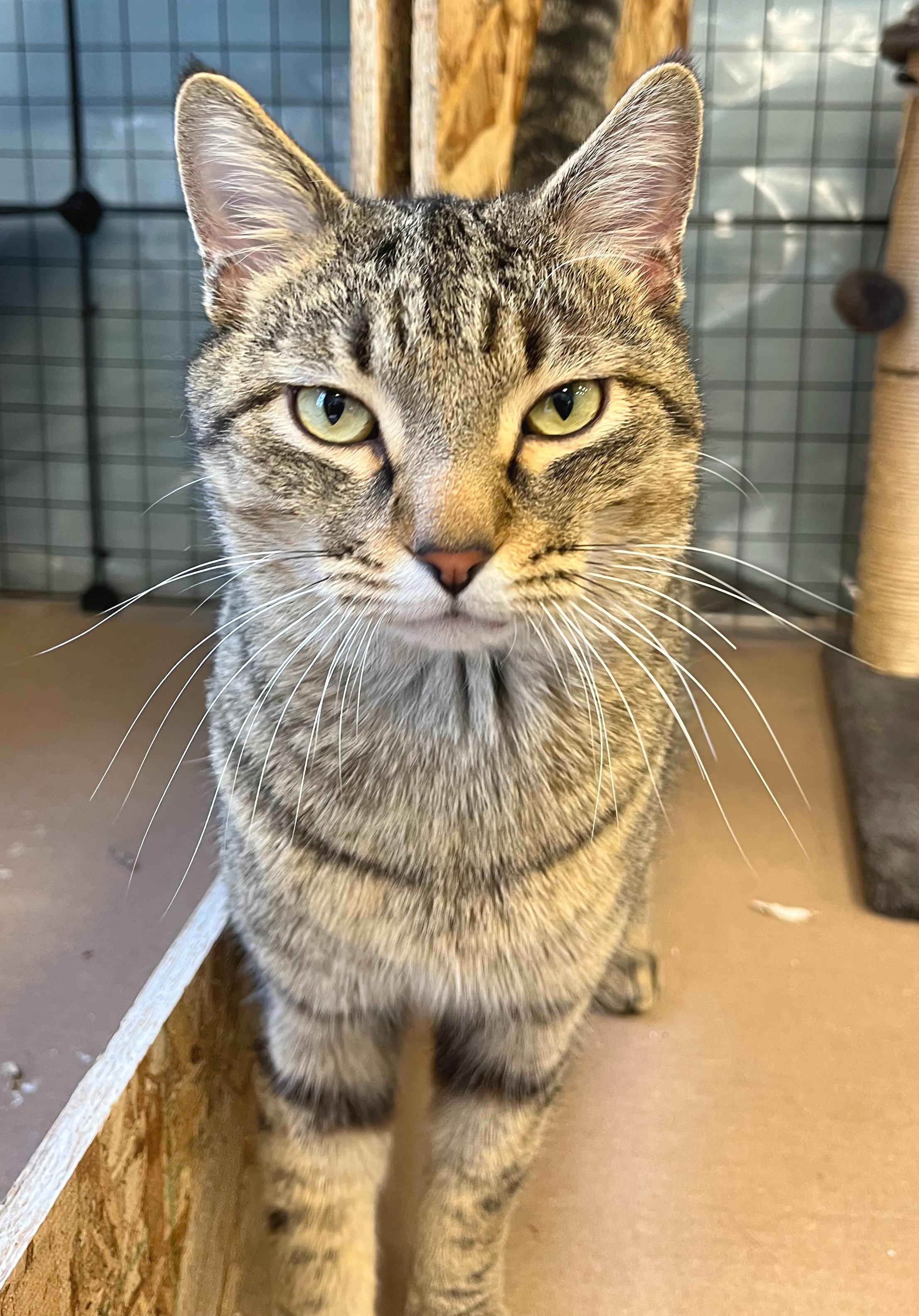 Enlarge Wilson, a ADOPTABLE mixed breed in Hilton Head Island, SC image 4/6