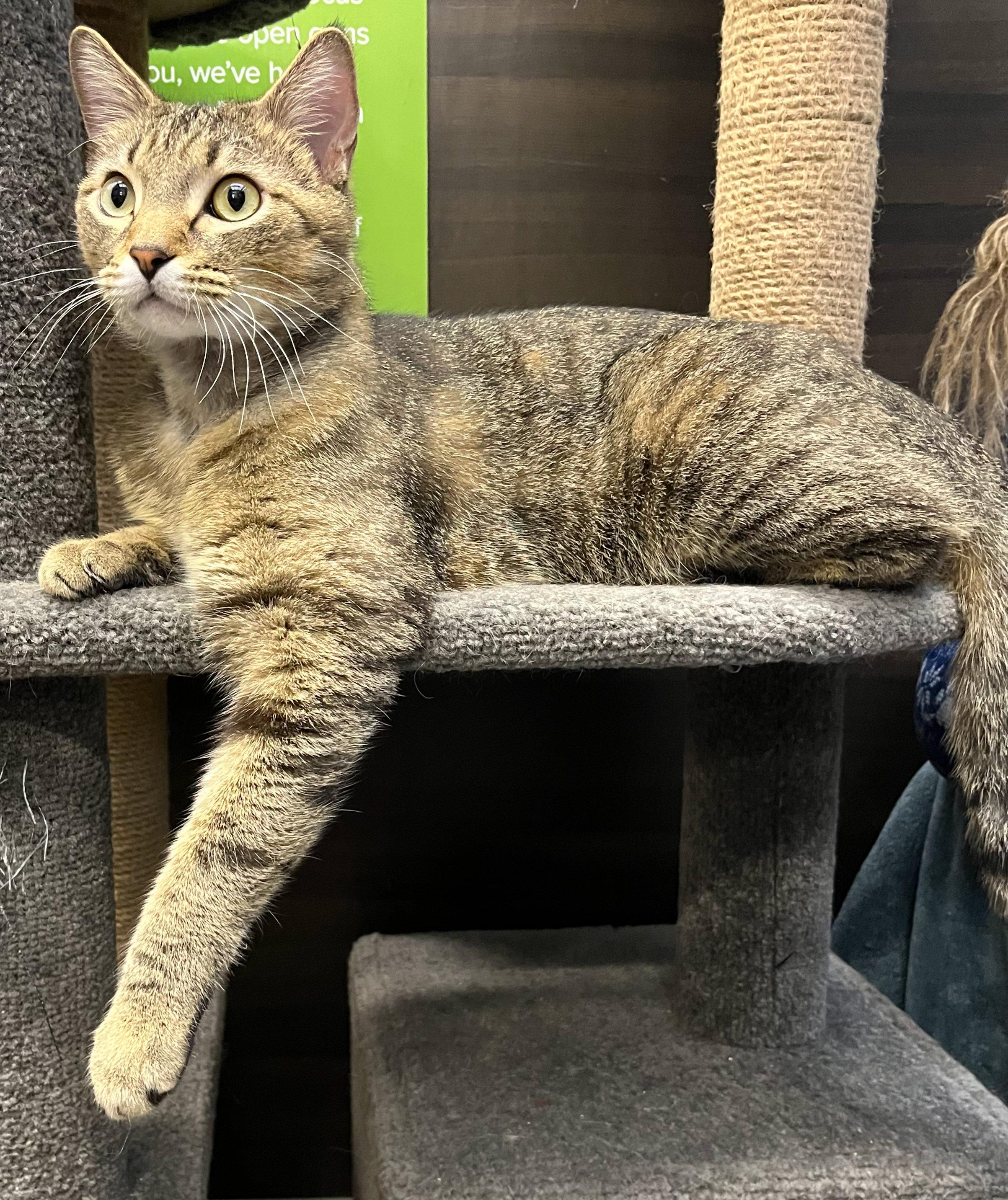 Wilson, ADOPTABLE, Adult Male Tabby & American Shorthair.