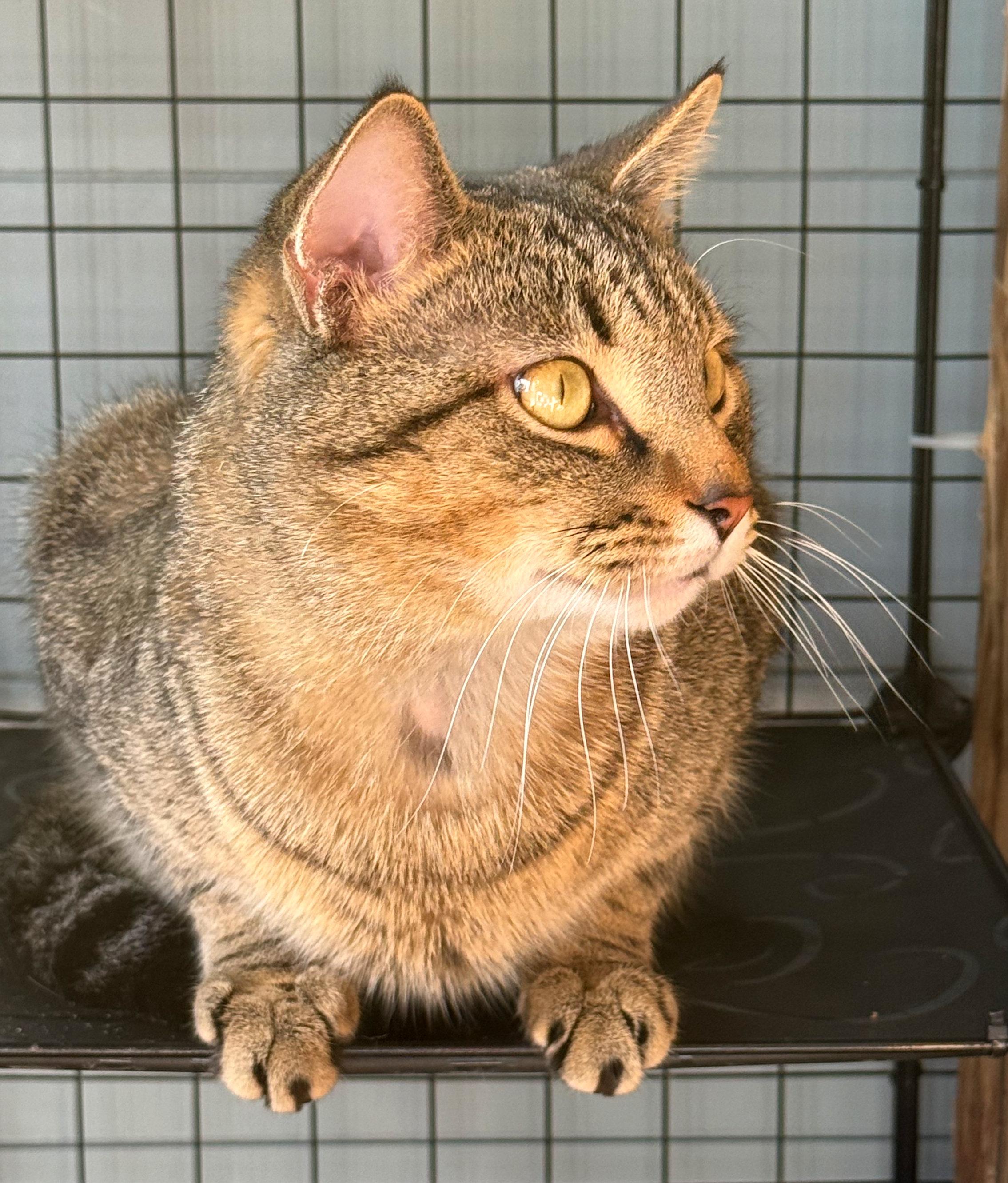 Enlarge Wilson, a ADOPTABLE mixed breed in Hilton Head Island, SC image 3/6