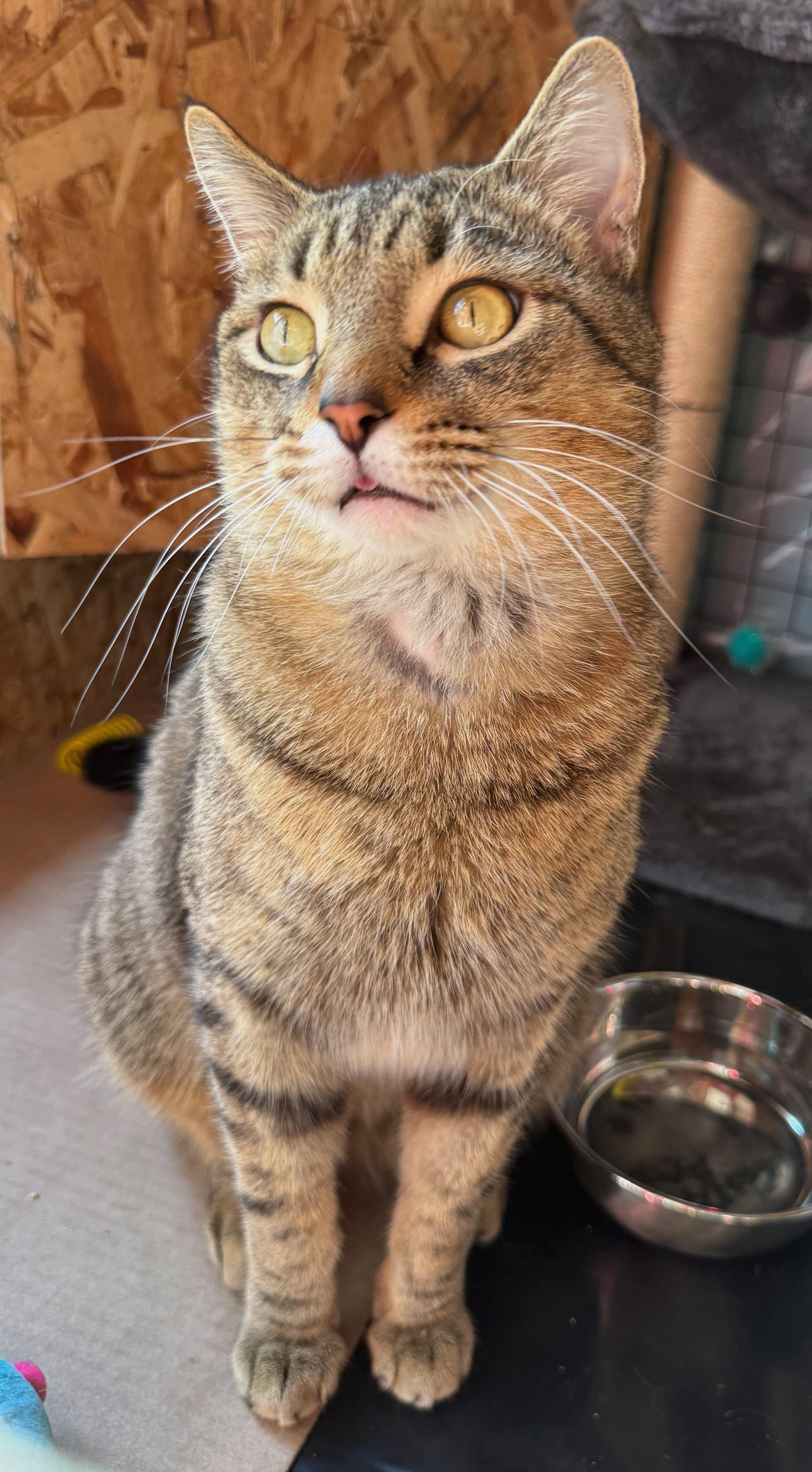 Enlarge Wilson, a ADOPTABLE mixed breed in Hilton Head Island, SC image 2/6