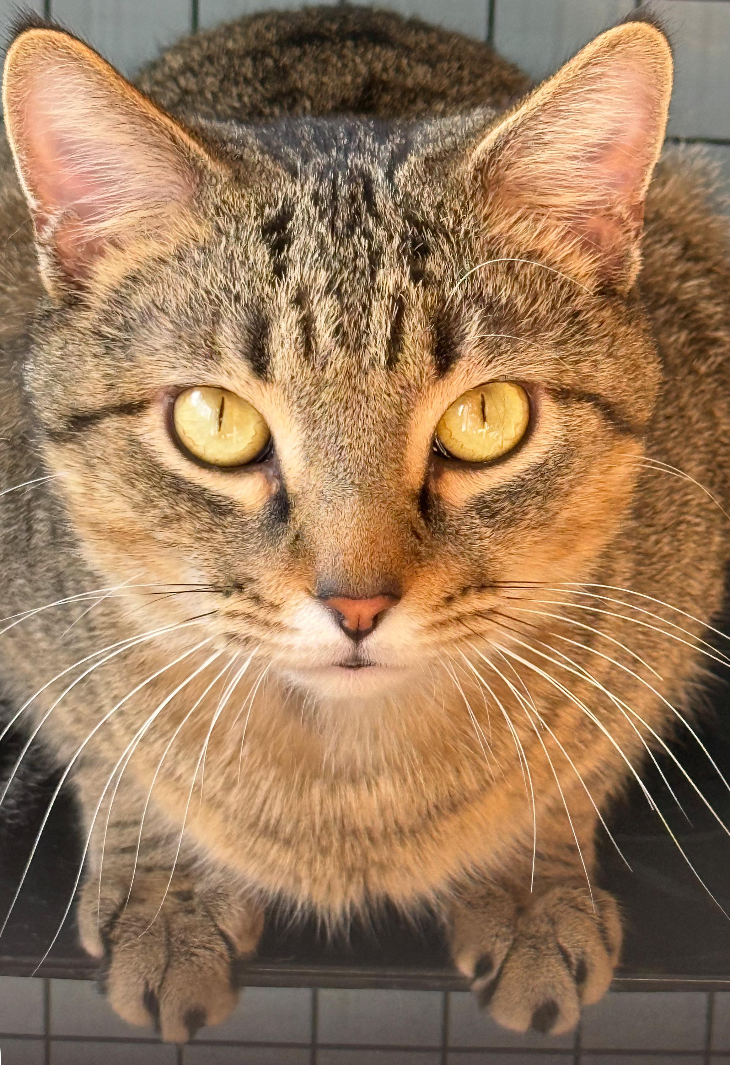 Enlarge Wilson, a ADOPTABLE mixed breed in Hilton Head Island, SC image 1/6