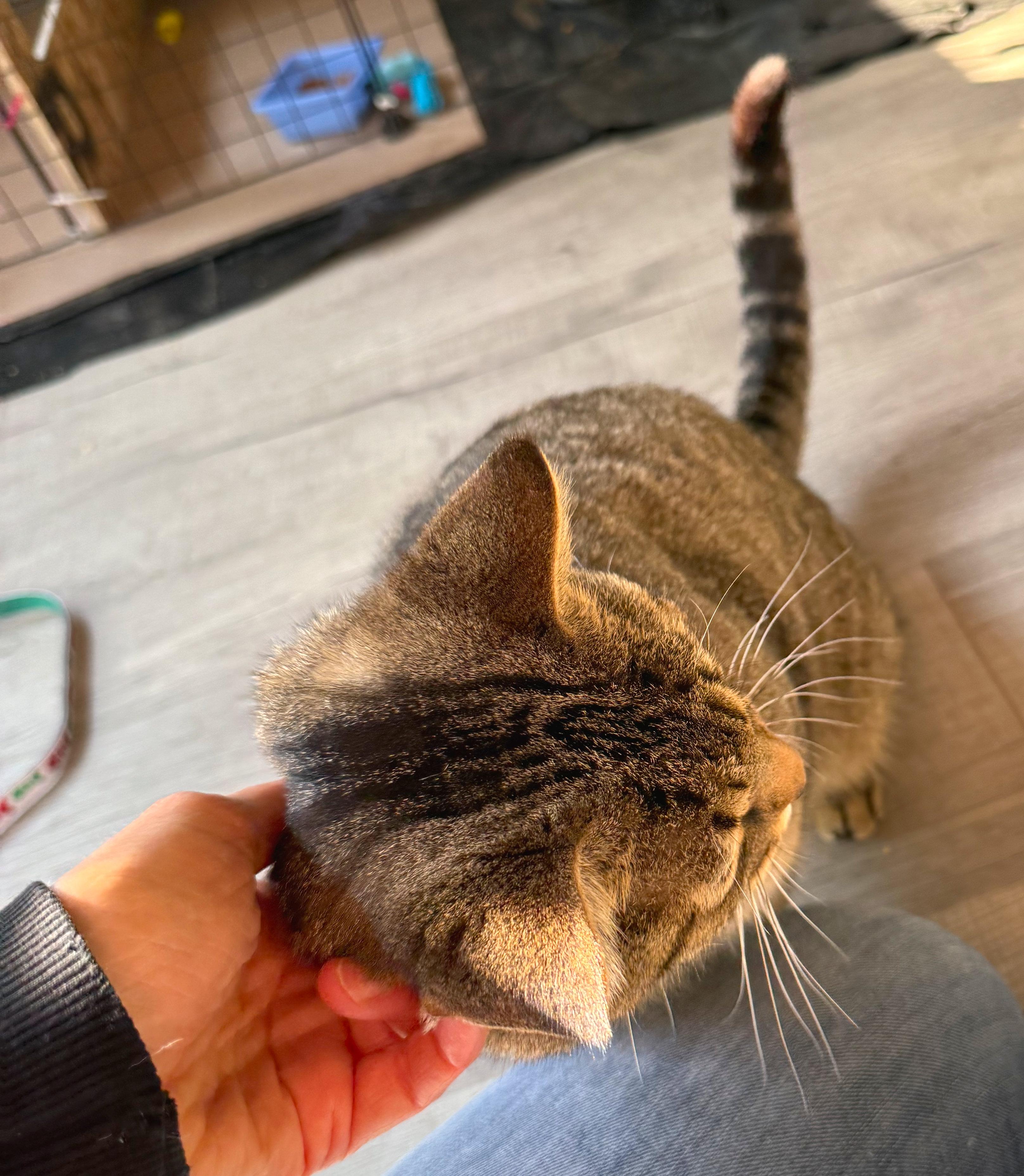 Enlarge Wilson, a ADOPTABLE mixed breed in Hilton Head Island, SC image 6/6