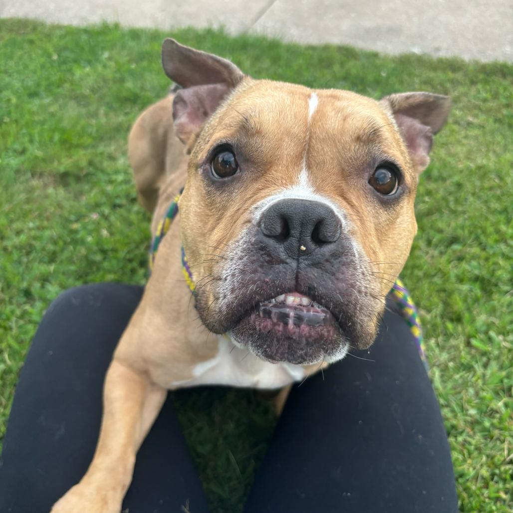 Vikki, a Adoptable Mixed Breed in Davenport, IA image 1/6
