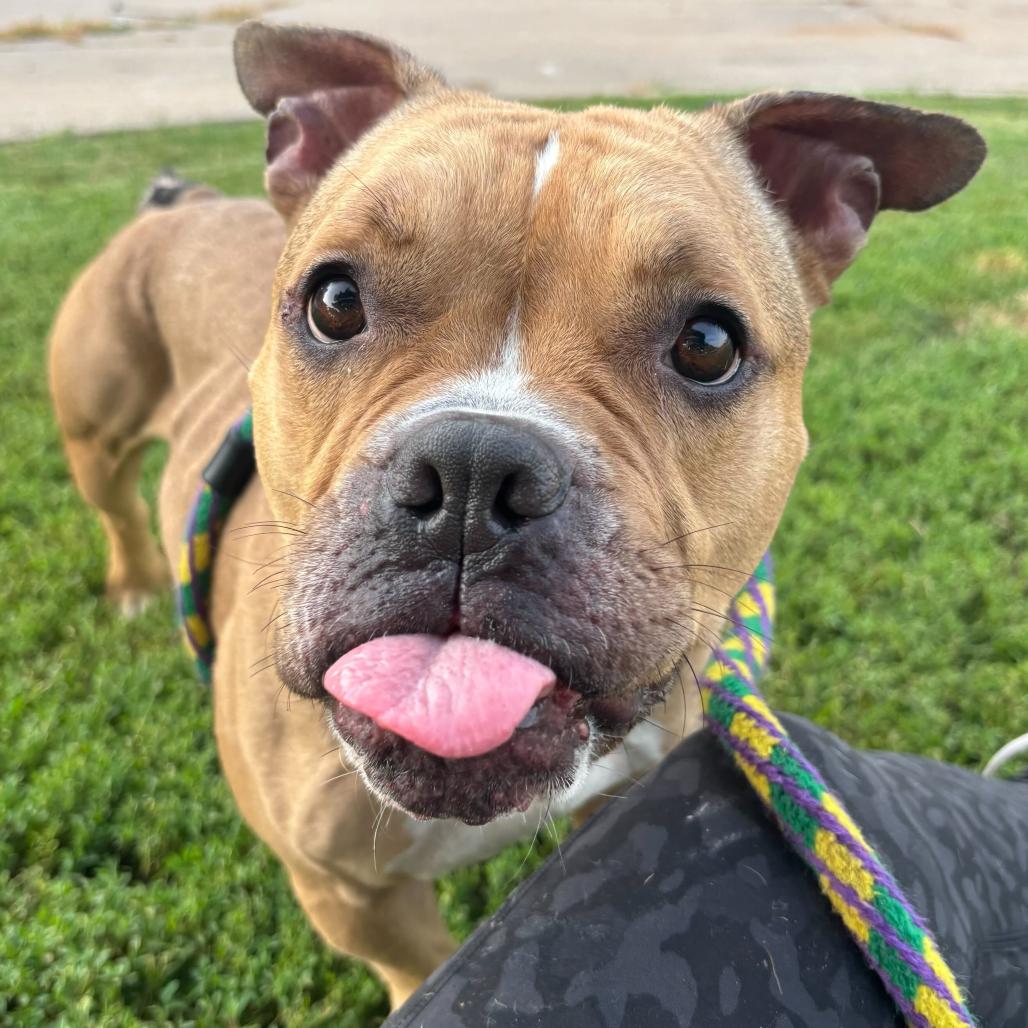Vikki, a Adoptable Mixed Breed in Davenport, IA image 2/6