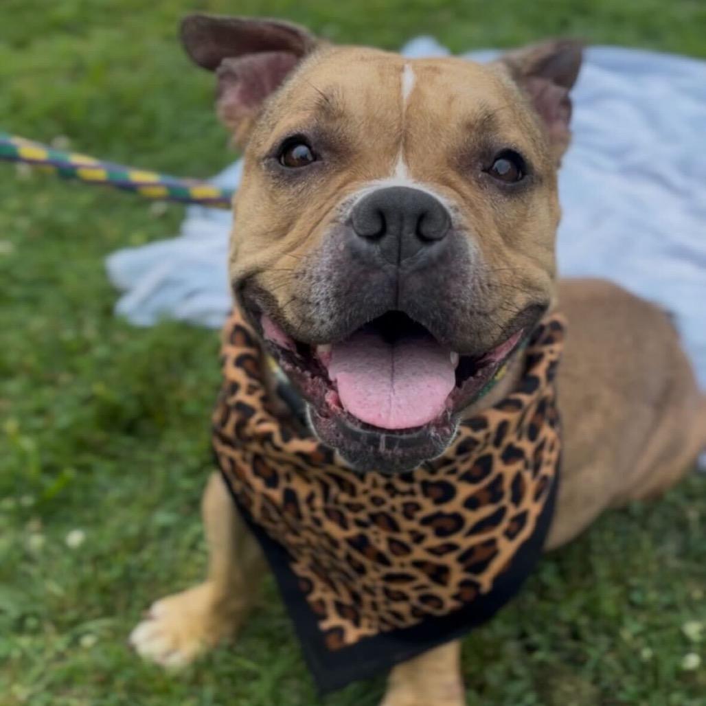 Vikki, a Adoptable Mixed Breed in Davenport, IA image 4/6