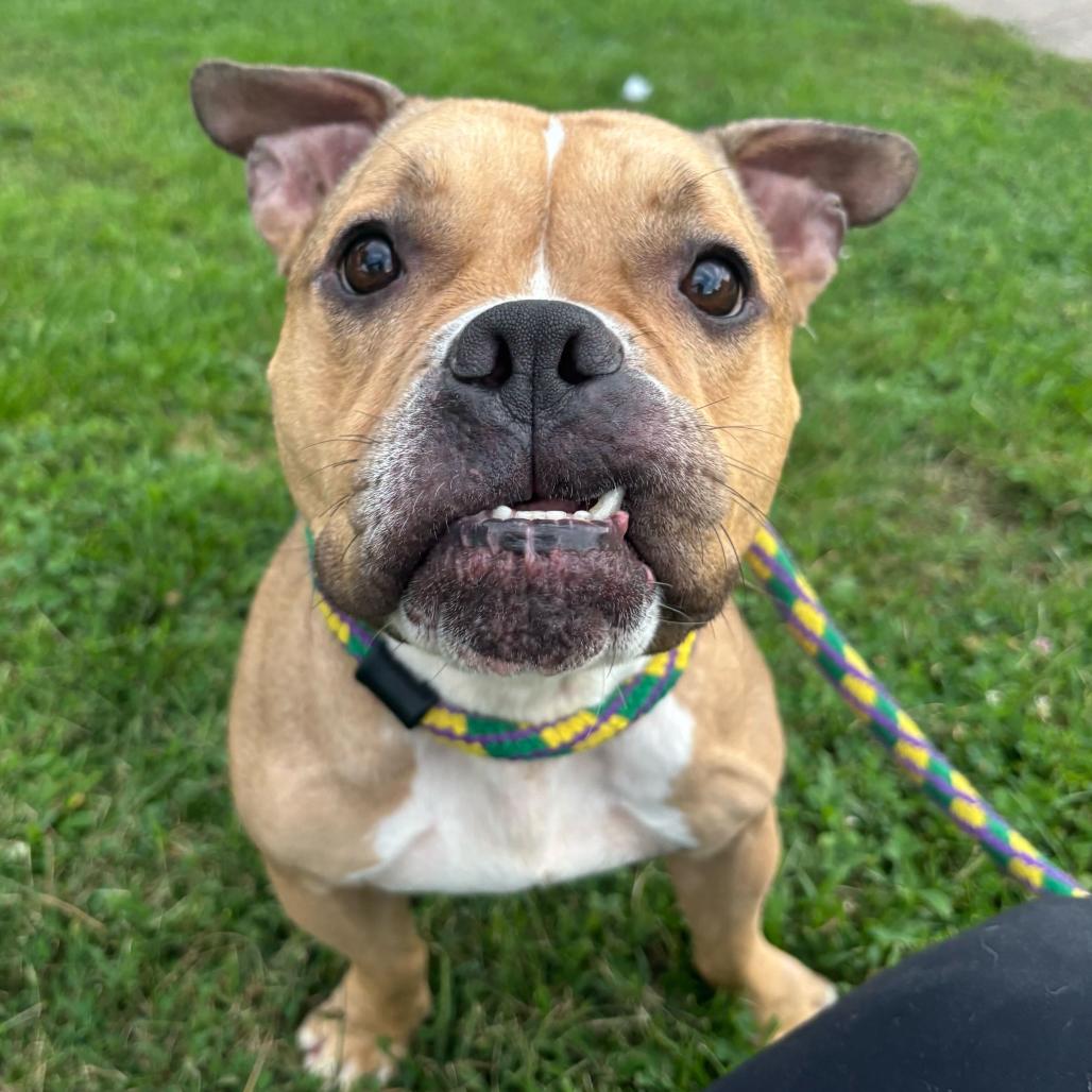 Vikki, a Adoptable Mixed Breed in Davenport, IA image 5/6
