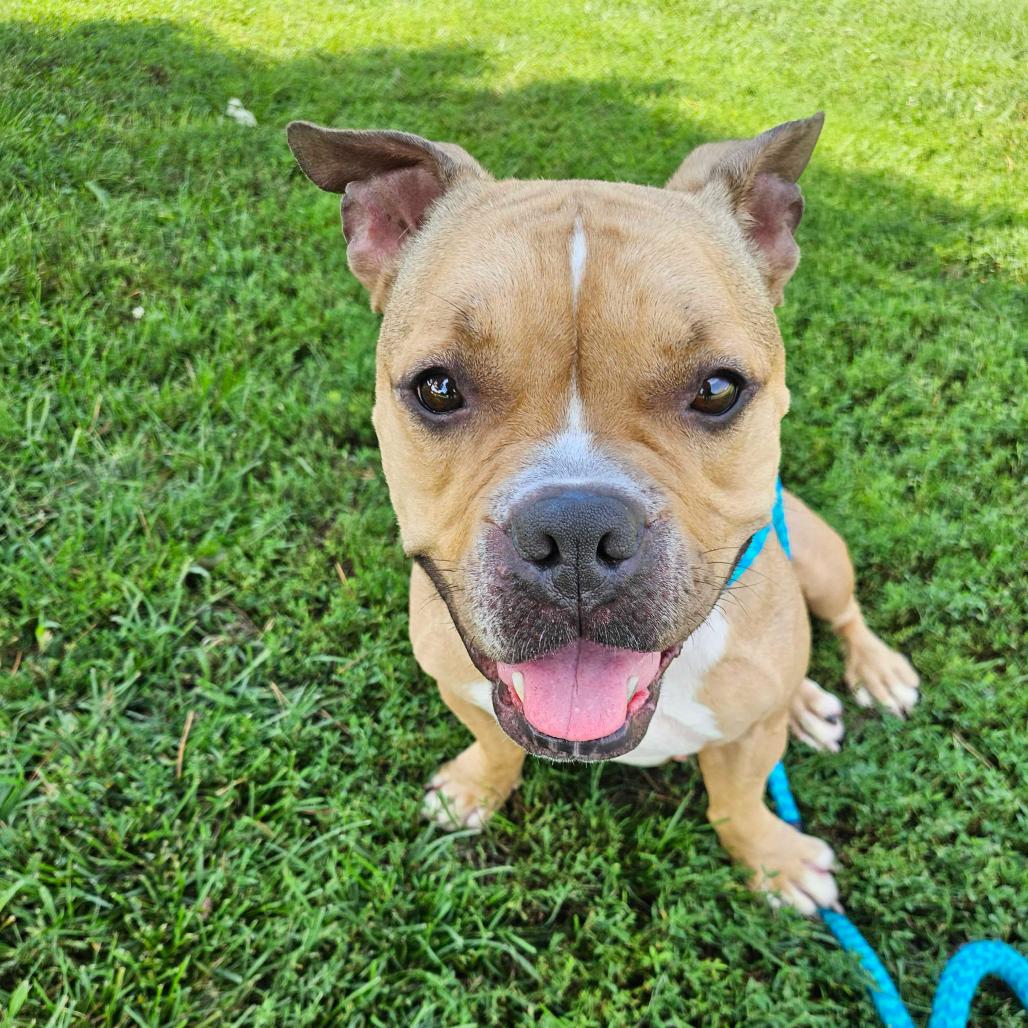 Vikki, a Adoptable Mixed Breed in Davenport, IA image 6/6