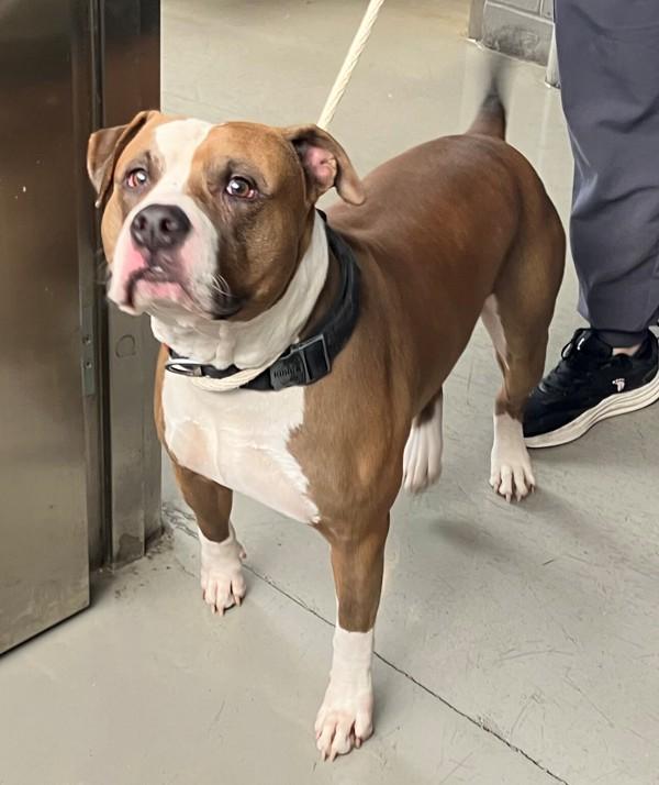 Champ, Adoptable, Adult Male Mixed Breed.